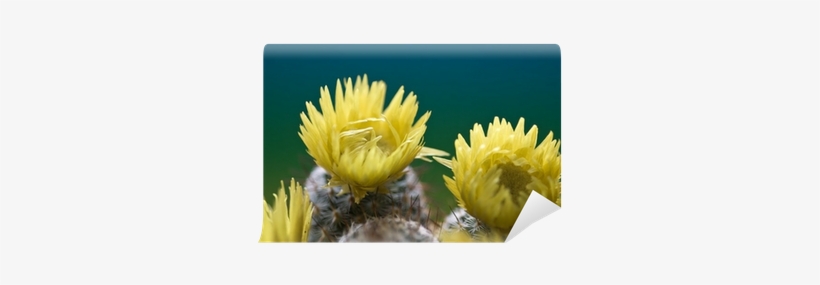 Stock Photography, transparent png download