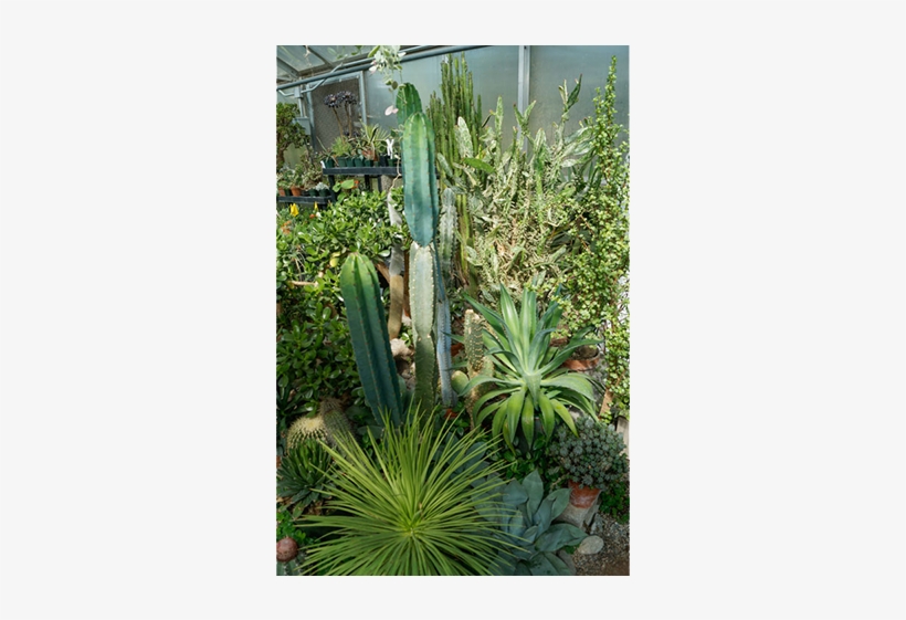 Cacti Varieties Growing In Greenhouse - Greenhouse, transparent png download