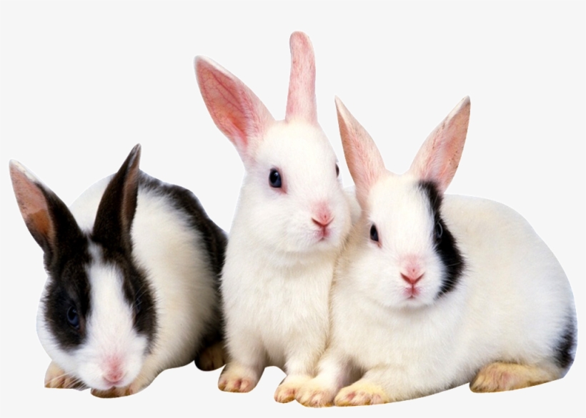 Hd Cute Rabbit Rabbit Static Png - Animales Con Pelos Conejo, transparent png download
