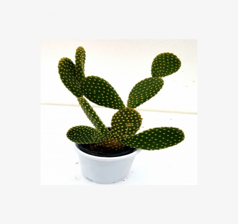Bunny Ears Cactus Plant - Cactus Plant, transparent png download