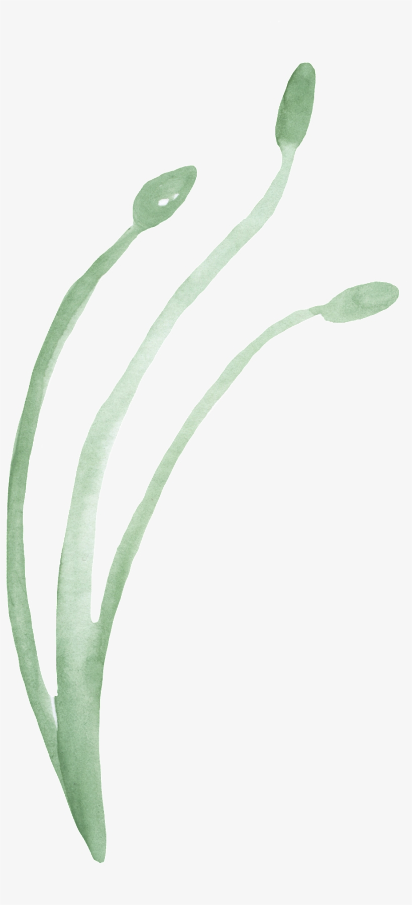 Green Water Grass Transparent Decorative - Water, transparent png download