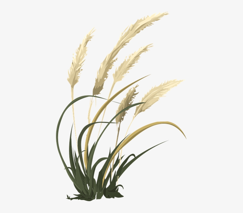 Free Image On Pixabay - Hoa Cỏ May Png, transparent png download