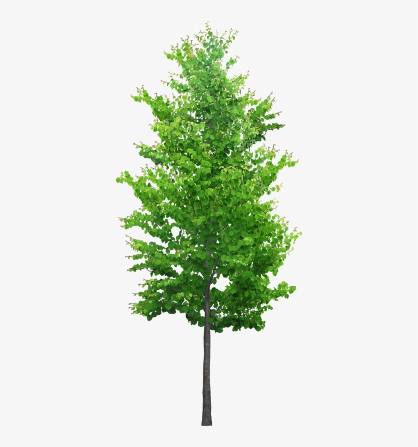 Tubes Arbres Et Verdures Tree Psd, Landscape Materials, - Onuuonath Keeril: Ascension Of The Morning Star [book], transparent png download