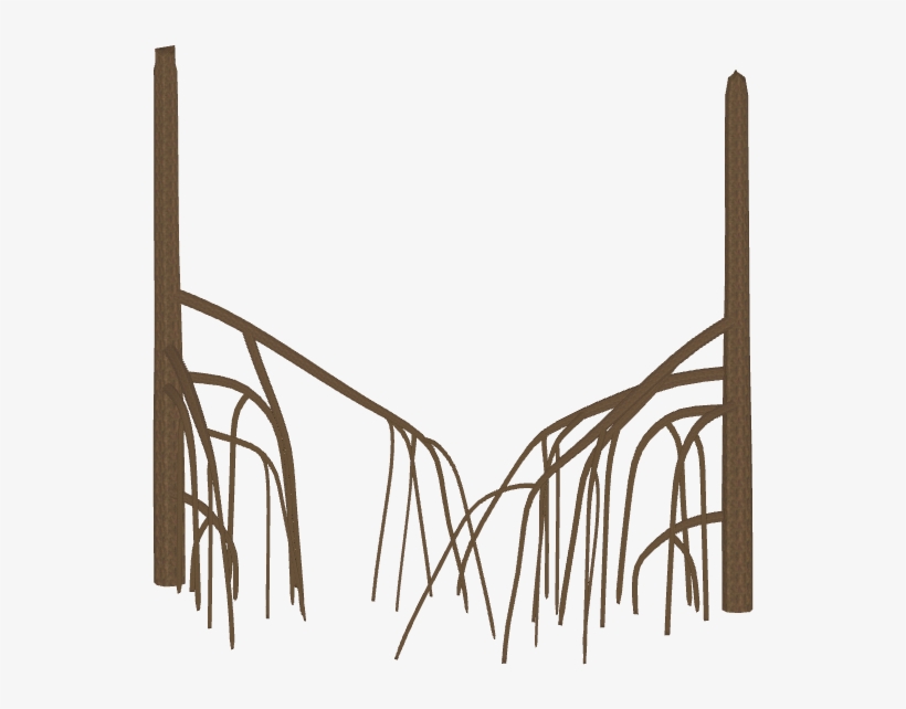 Mangrove Roots - Wiki, transparent png download