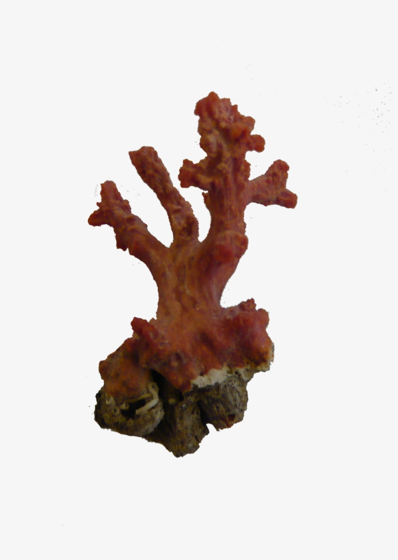 Coral Png Picture - Post Oak, transparent png download
