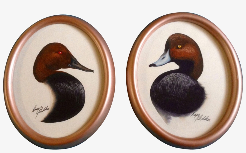 Dave Glidden Painting, Pair Of Tufted Ducks, Aythya - Mallard, transparent png download