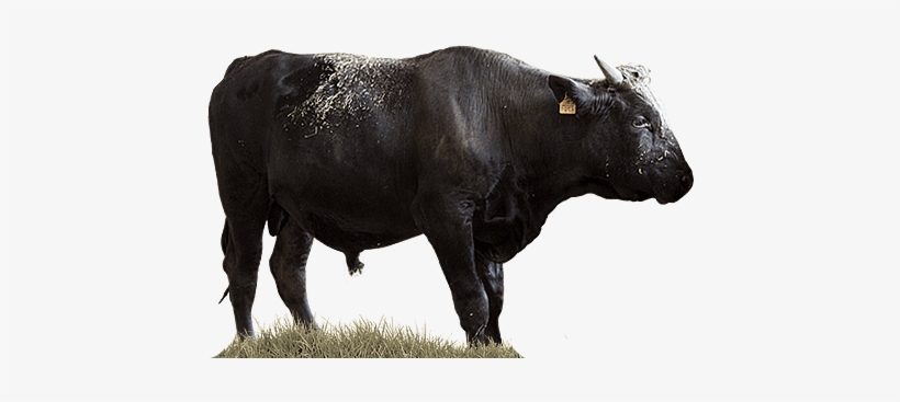 36 Months - Bull, transparent png download