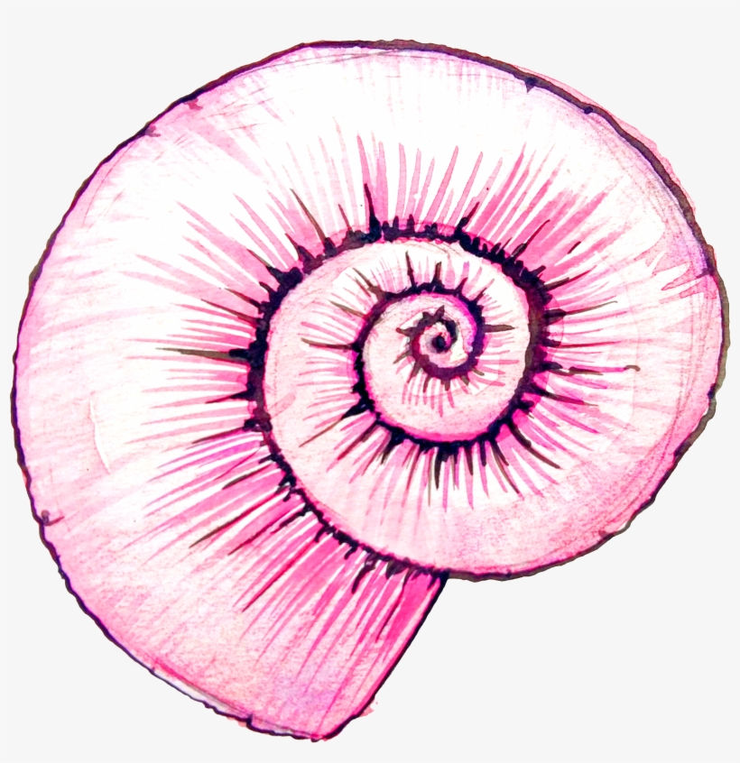 Watercolor Painting Snail Shell Clip Art Transparent - Shell Watercolor Pink, transparent png download