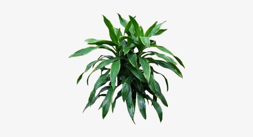 Best Dracaena Carmen With Plant Transparent Png - King Dracaena, transparent png download