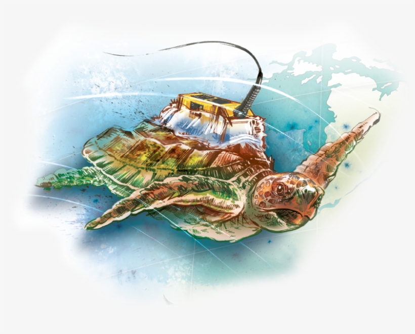 A Tag Was Adhered To Each Turtle's Carapace Using A - Sea Turtles Seaweed Watercolor, transparent png download