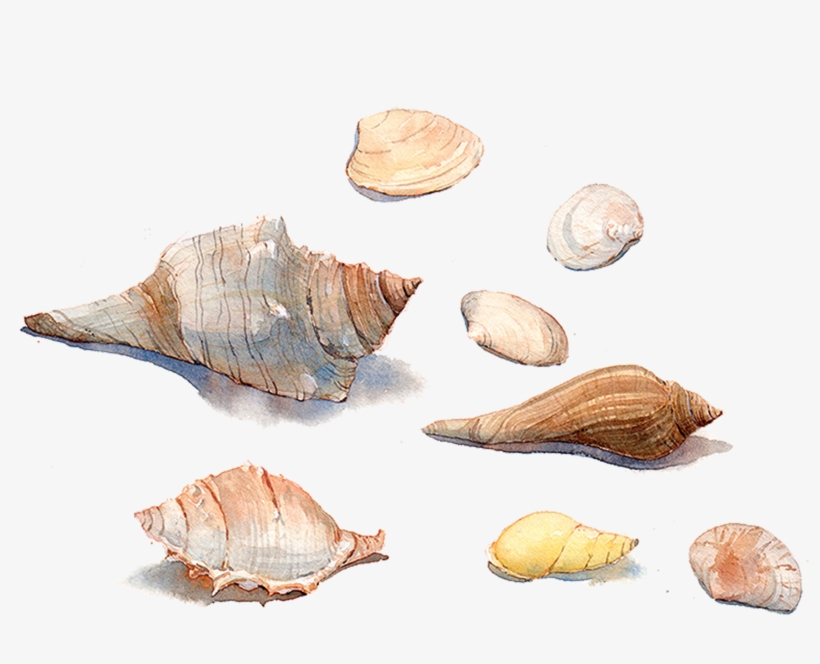 Seashell Watercolor Painting Sea Snail Conchology - Watercolor Painting, transparent png download