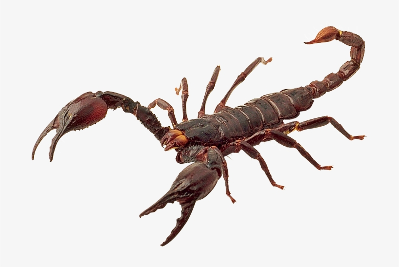 Scorpion Png, transparent png download