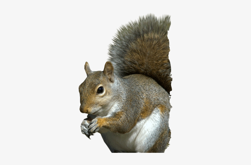 Banner Black And White Head Png For Free Download On - Transparent Eastern Gray Squirrel, transparent png download
