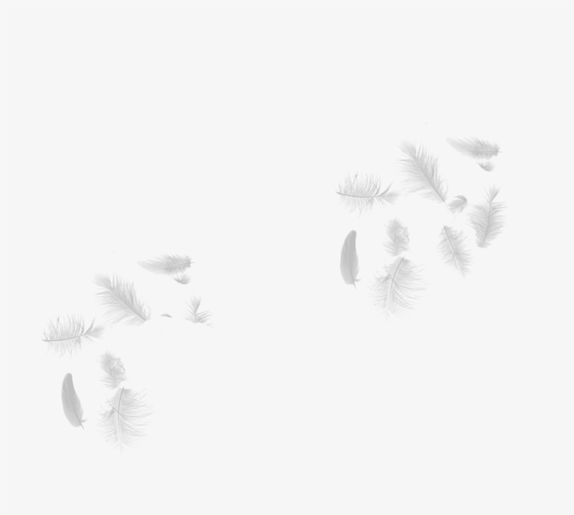 Allied Feather Idb Stories - Sketch, transparent png download