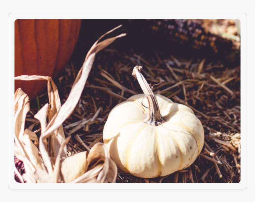 Fancy Pumpkin - Pumpkin, transparent png download