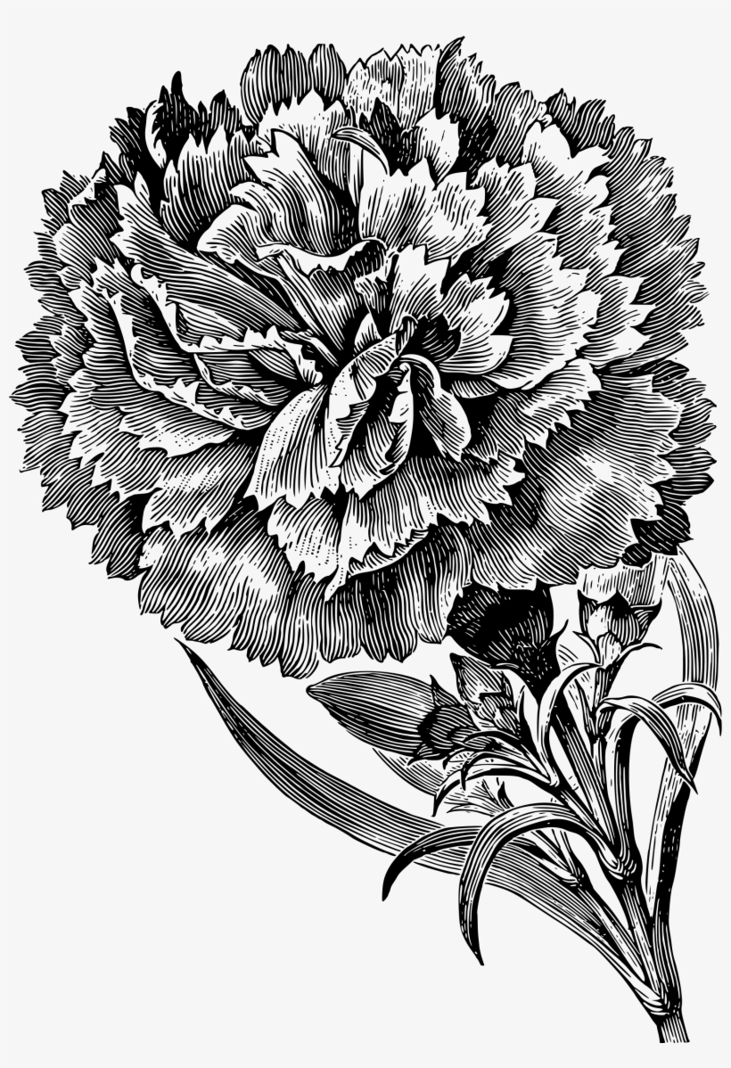 Carnation Clipart Drawn - Carnation Photography Black And Grey, transparent png download