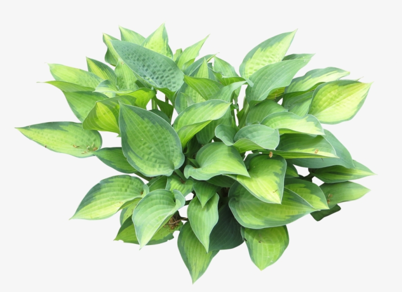 Parent Category - Хоста Пнг, transparent png download