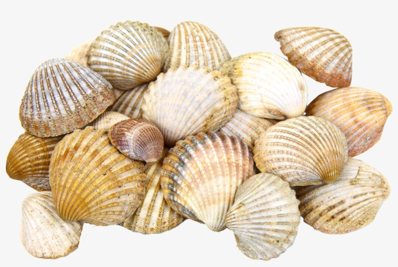 Seashell Png - 100 Day Of School Collection Ideas, transparent png download