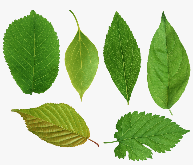 Green Leaves Png Images Free Download Pictures - Png Leaf, transparent png download