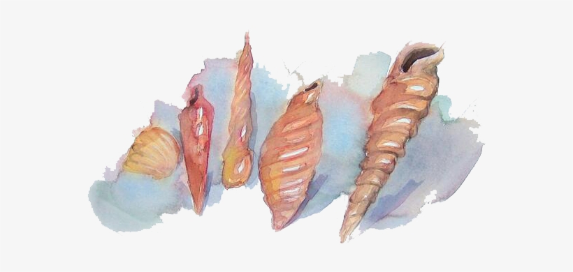 Clipart Transparent Watercolor Painting Conch Transprent - Watercolor Seashell Png, transparent png download