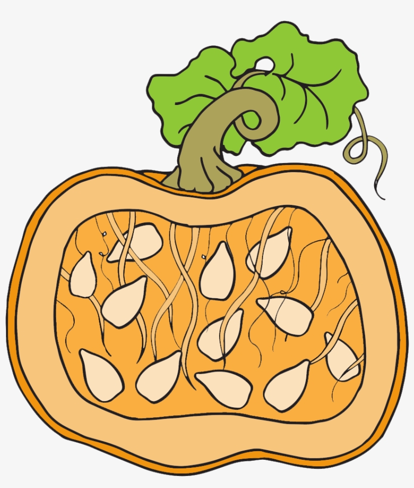 Pumpkin Clipart Line - Coloring Book, transparent png download