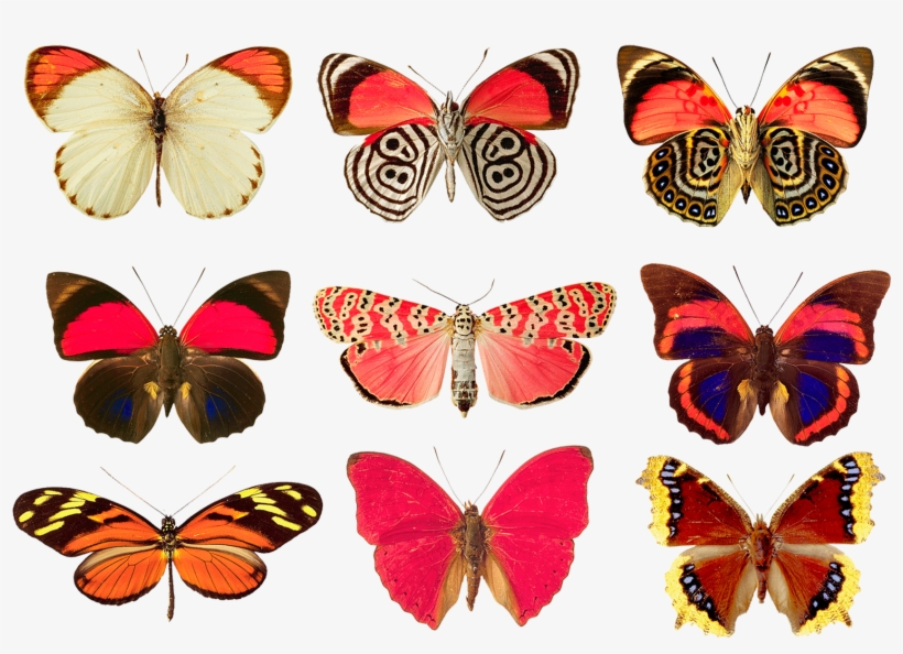 Butterflies Png By Absurdwordpreferred On Deviantart - Butterfly 5'x7'area Rug, transparent png download