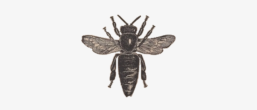 Vintage Honey Bee Clipart - Vintage Bee, transparent png download