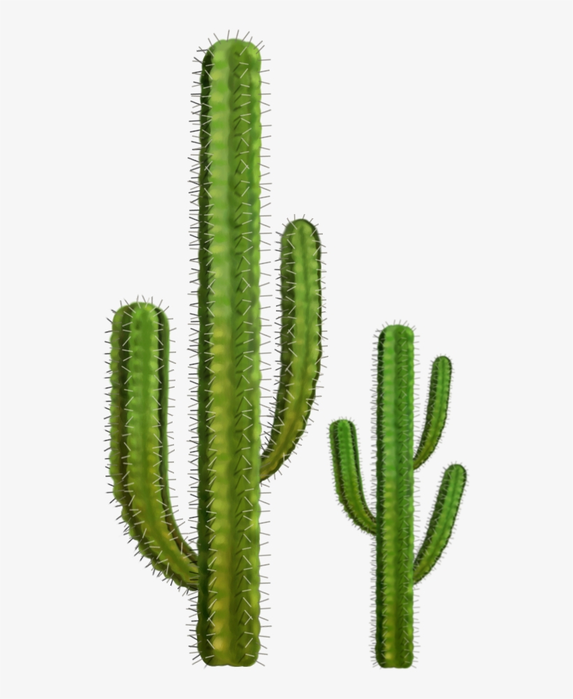 Free Png Cactus Png Images Transparent - Cactus Transparent, transparent png download