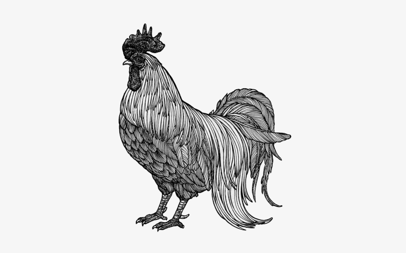 201606 04 Chicken - Chicken Drawing Png, transparent png download
