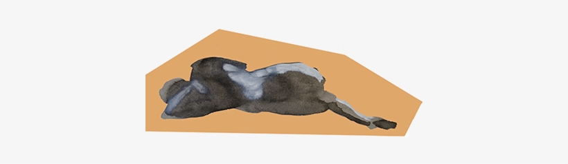 Stallion, transparent png download