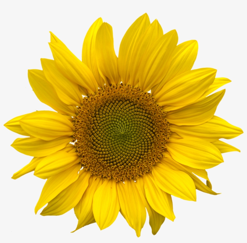 Sunflower Png, transparent png download