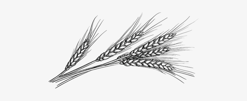 Png Transparent Download Collection Of Png High Quality - Khorasan Wheat, transparent png download