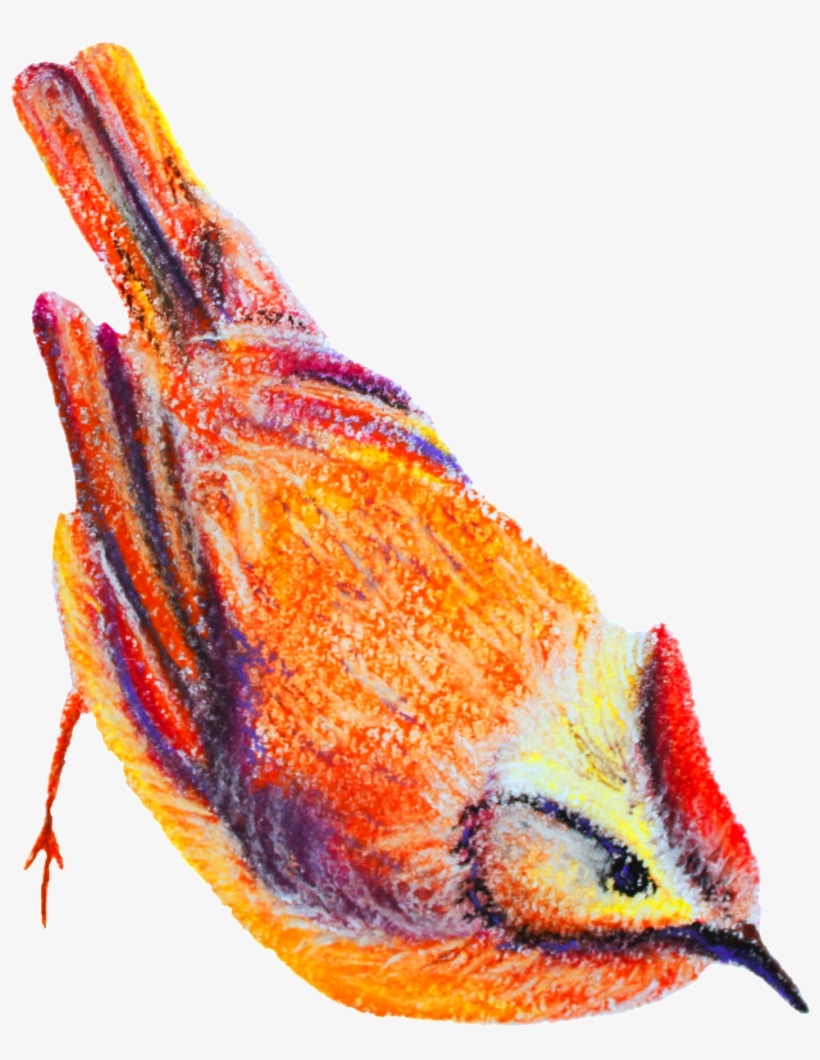 Watercolor Bird Transparent Decorative - Chestnut Sided Warbler, transparent png download