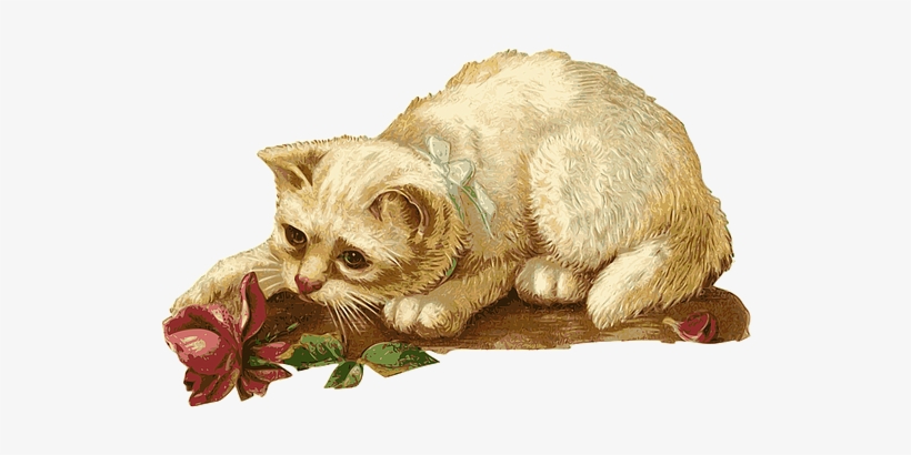 Cat Kitten Rosa Flower Animal Pet Vintage - Cat Vintage Png, transparent png download