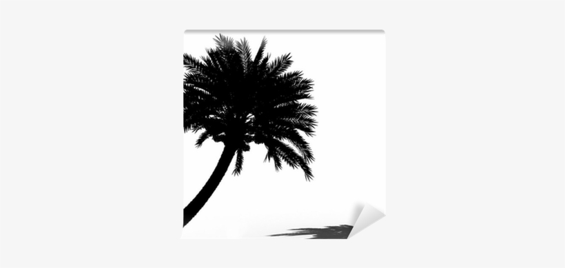 Palm Trees, transparent png download