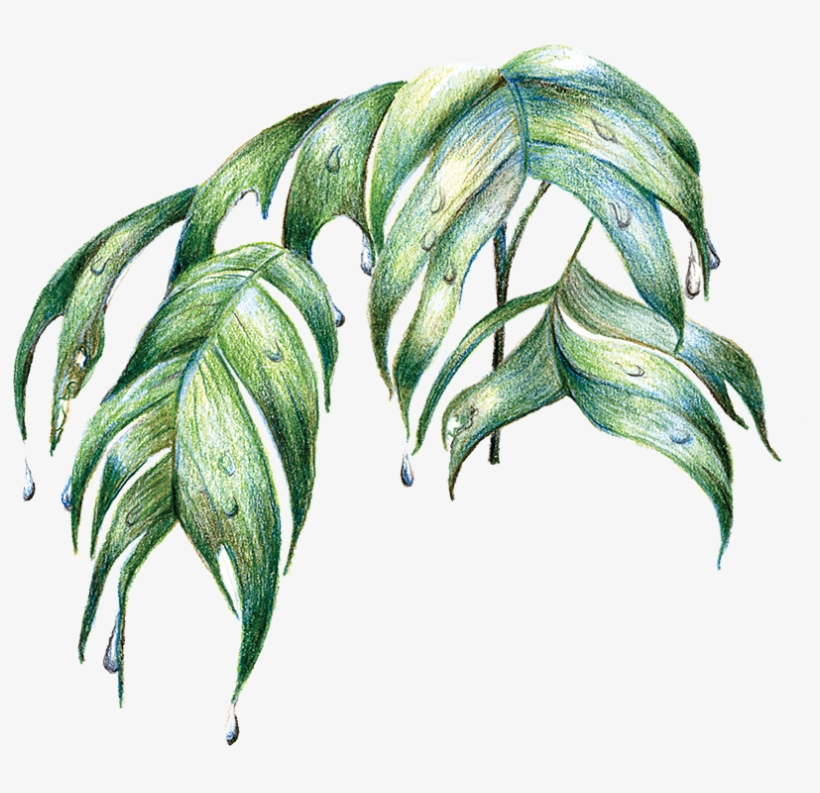 Rainforest Palm Leaves By Jacquelyn E - Rainforest Leaves Transparent, transparent png download