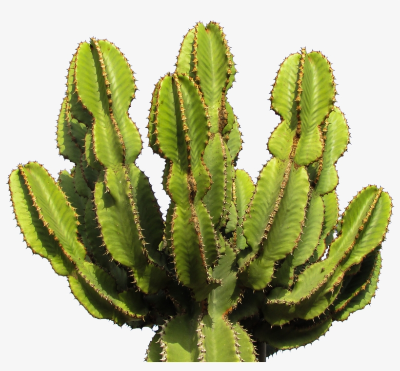 Cactus Transparent Background, transparent png download