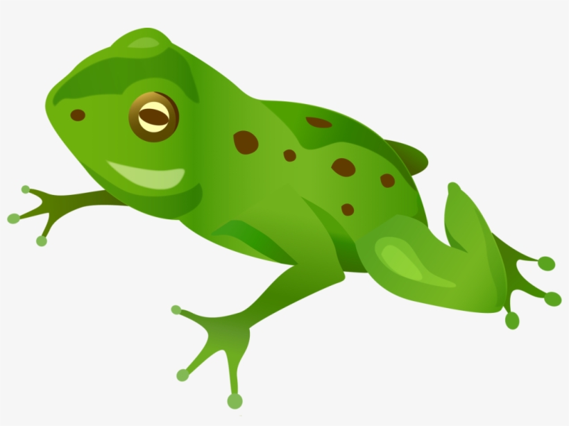 Frog Png Picture - Жаба Png, transparent png download