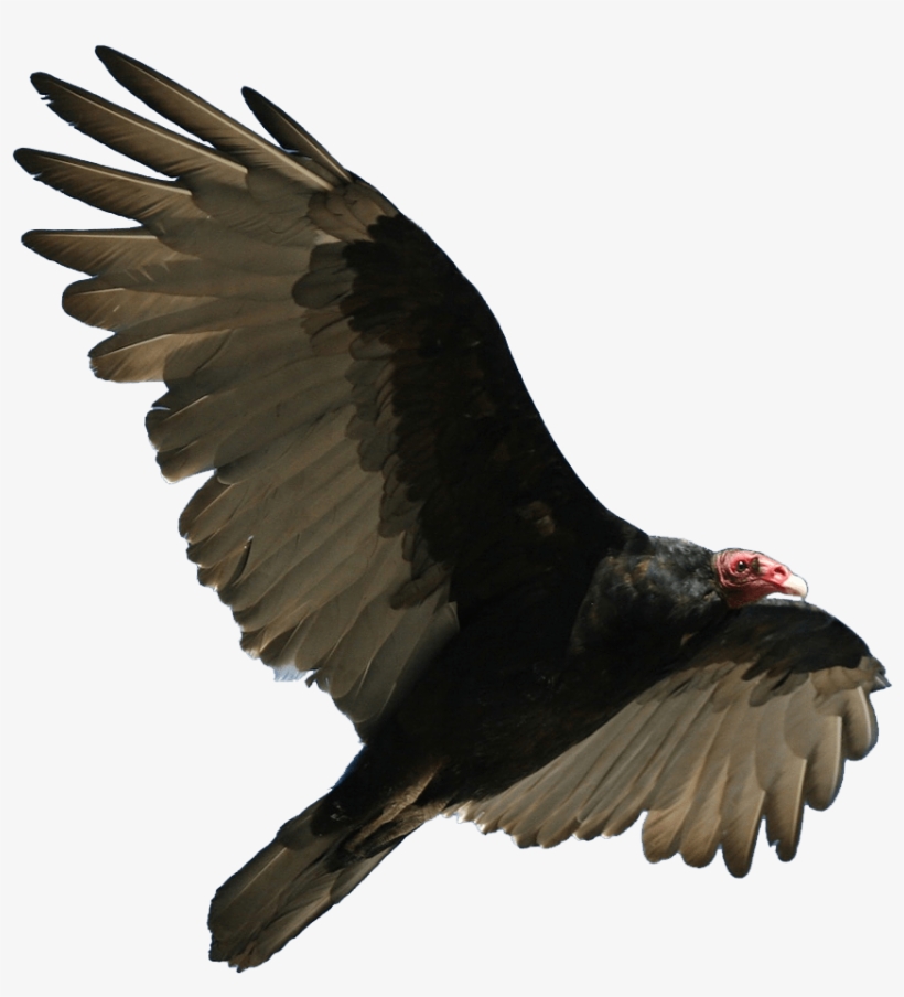 Vulture Cartoon Png