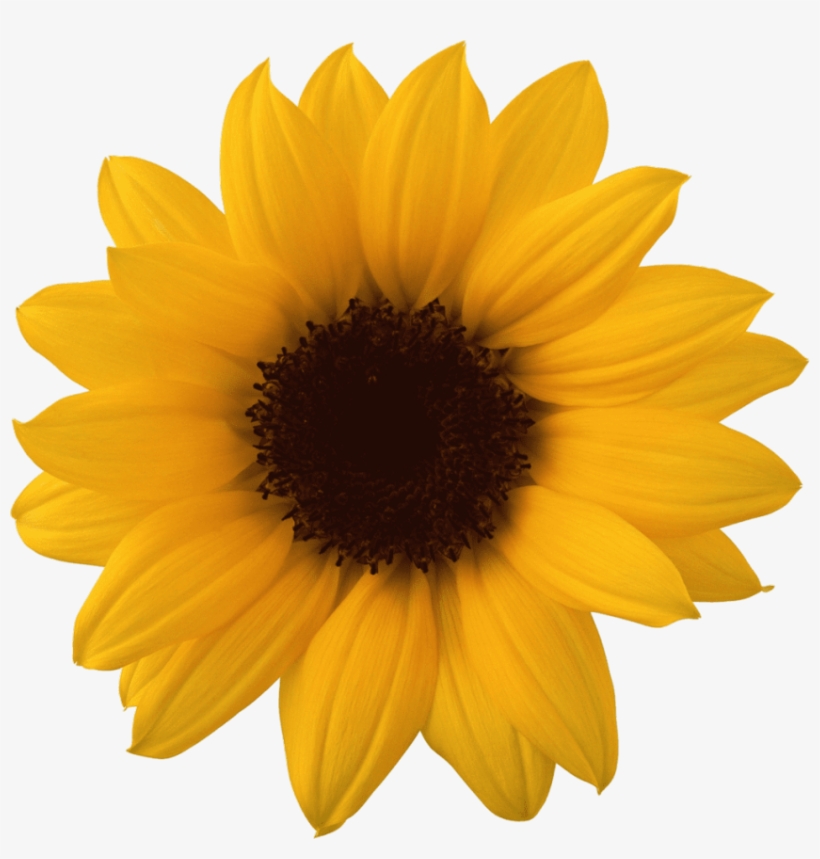 Free Png Sunflower Png Images Transparent - Sunflower Png, transparent png download