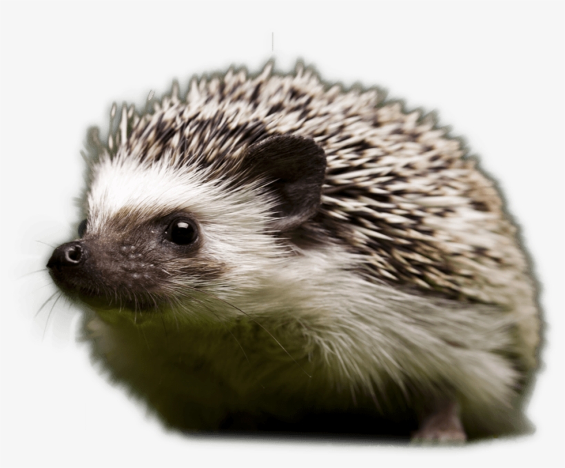 Hedge - Hedgehog Alternative Name, transparent png download