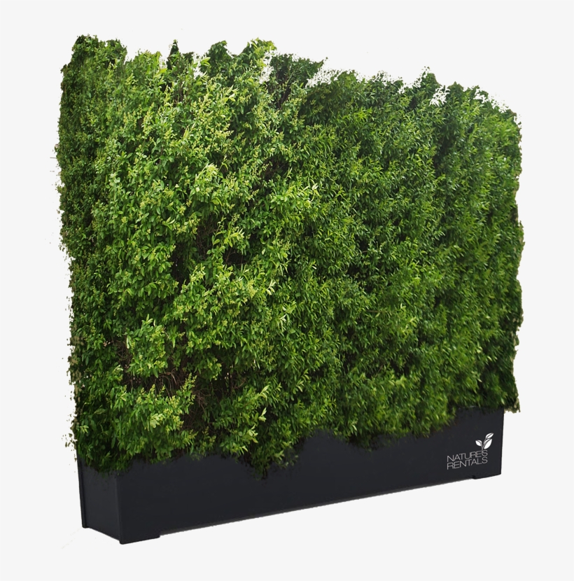 Get Hedges Png - Hedge Png, transparent png download