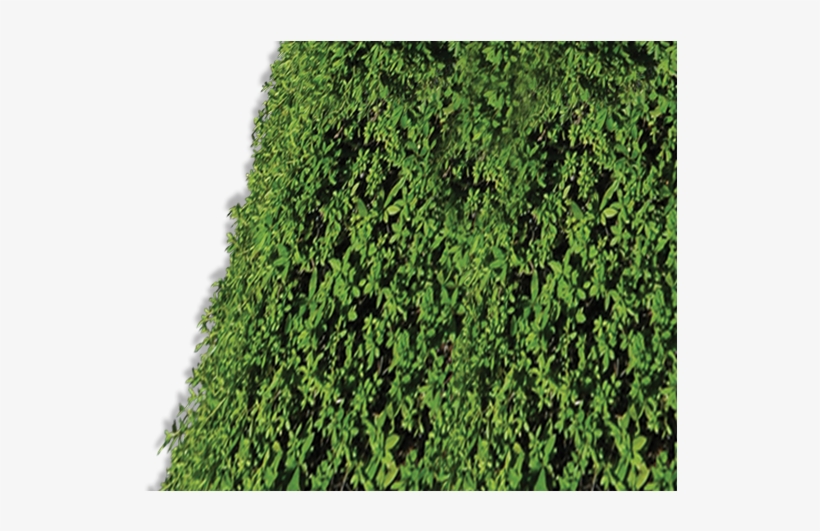 The Green - Portable Network Graphics, transparent png download