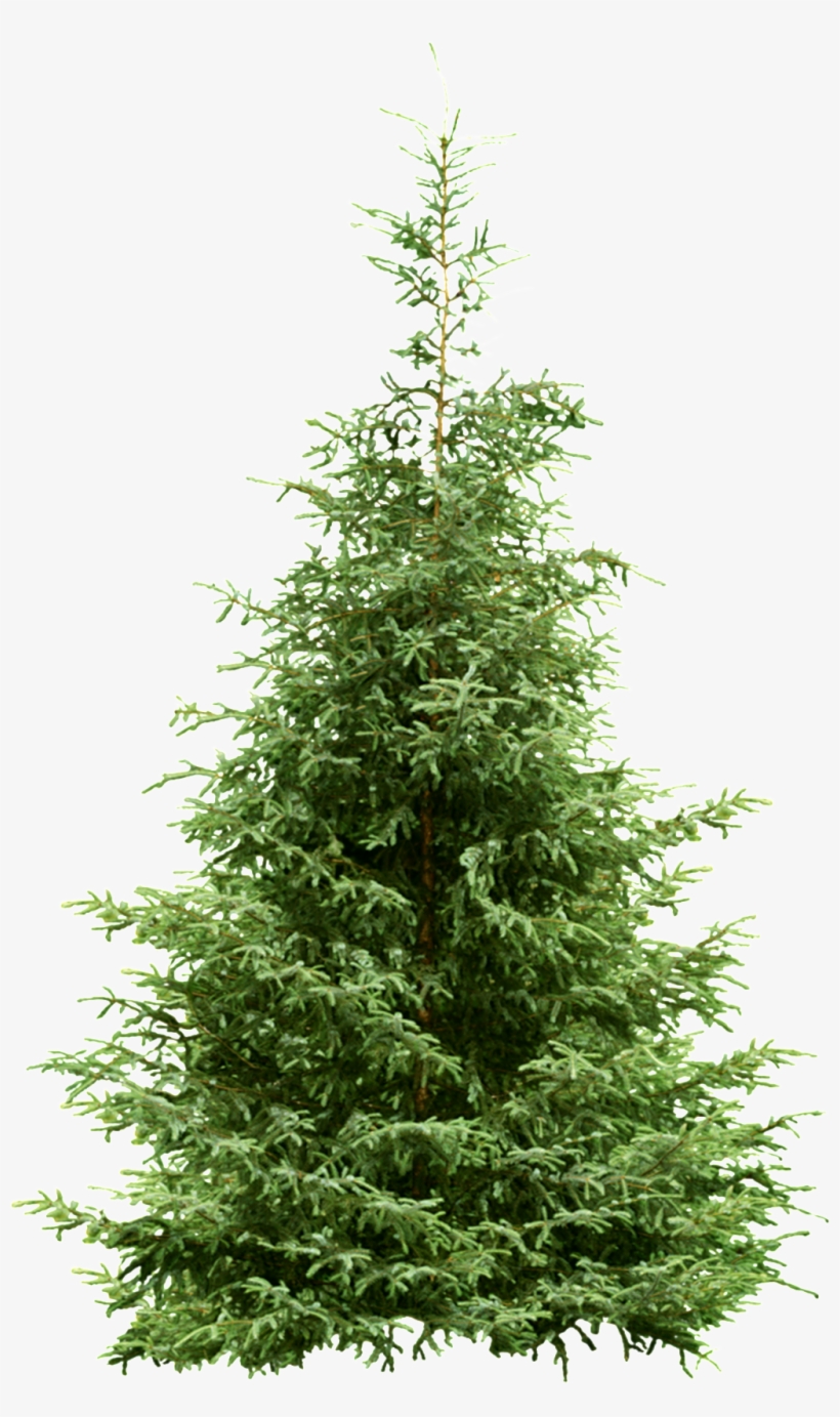 Is A Lush Christmas Tree Transparent Plant Vector About - Деревья Пнг Ель, transparent png download