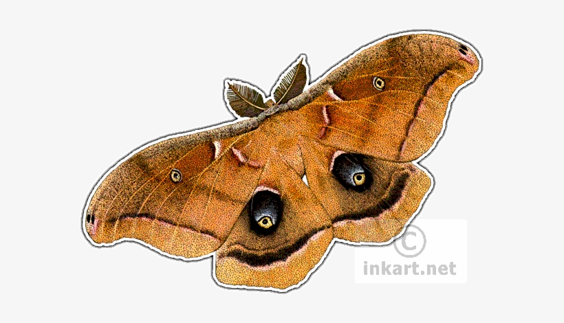 Polyphemus Moth Decal - Polyphemus Moth Pillow Case PNG Image