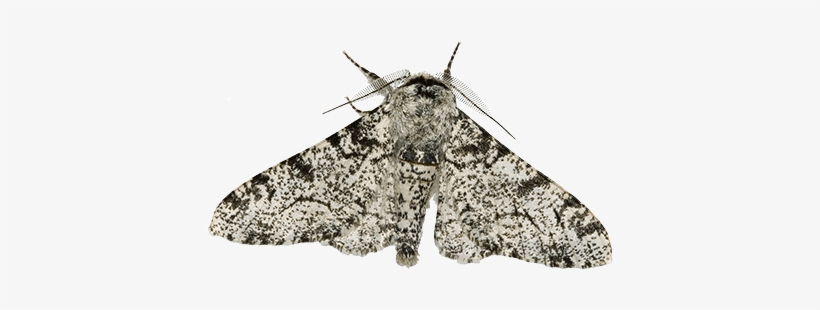The Moth Population Always Had The Built-in Ability - Peppered Moth, transparent png download