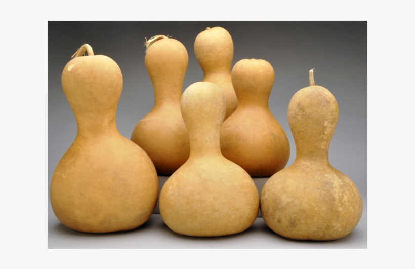 Pre-boxed Clean Bottle Gourds - Bottle Gourds, transparent png download