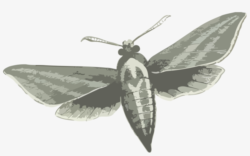 Silkworm Butterfly Insect Elephant Hawk-moth - Elephant Hawk Moth Drawing, transparent png download