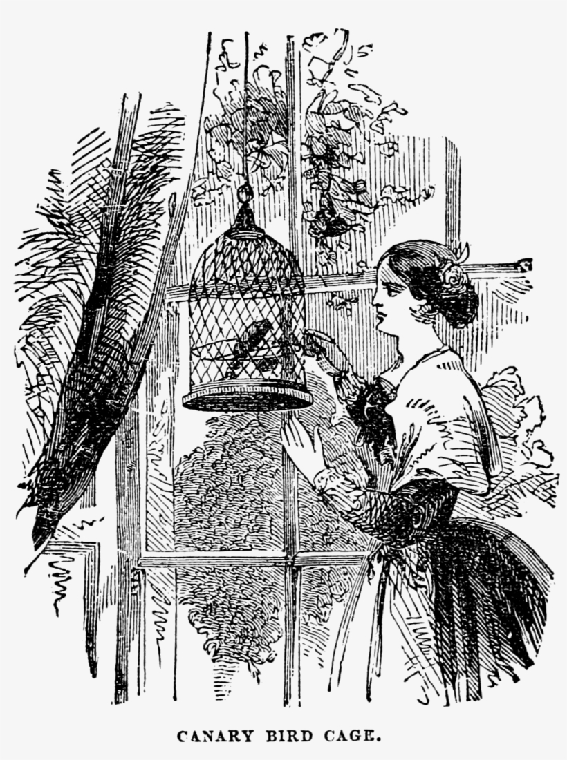 Canary Clipart Birdcage - Canary Bird Vintage, transparent png download