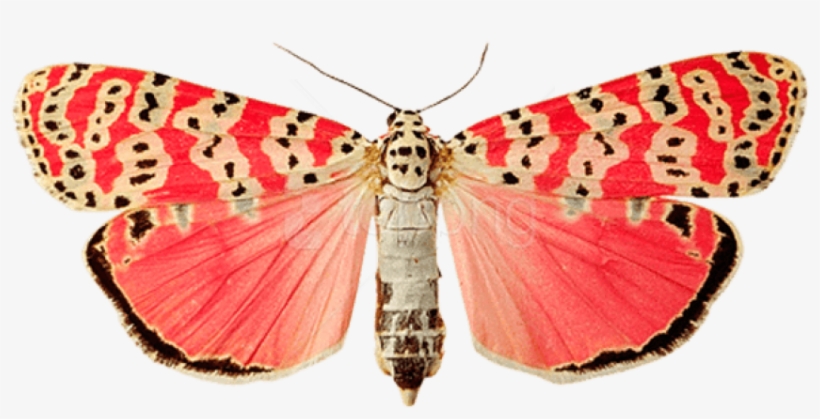 Pink Butterfly Png Image, Butterflies - Real Pink Butterfly Png, transparent png download